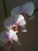 I guess I skipped this step-2nd-bloom-orchid-jpg