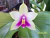 Question about old Phal bellina blooms-phal-bellina-jpg