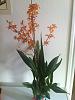 Odontoglossum/Oncidium Intergeneric-orchid6-jpg