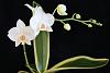Phalaenopsis amabilis variegata-img_6672-400x267-jpg