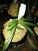 Growing Neofinetia falcata in winter months-imageuploadedbytapatalk1361843472-388809-jpg
