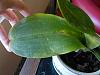 Phals with brown spots &amp; their removal-big2_1-jpg