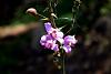 Blooming now in Jinotega-bletia-purpura-jpg