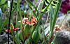 Blooming now in Jinotega-maxillaria-tenuifolia-jpg