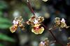 Blooming now in Jinotega-oncidium-luridium-jpg