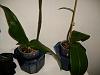 Phal with &quot;translucent&quot; leaves-plant_-011-jpg