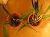 &quot;Strategies&quot; for &quot;rescuing&quot; orchids from grocery stores/big box stores-digbyana-purpurata-001-jpg