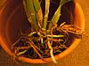 &quot;Strategies&quot; for &quot;rescuing&quot; orchids from grocery stores/big box stores-digbyana-purpurata-009-jpg