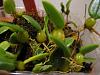 Bulbophyllum lasiochilum care and blooming-image-jpg