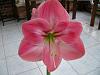 Amaryllis with emerging flower scape.-p1000225-jpg