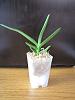 just repotted my neostylis-img_4820-jpg