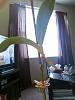 Time to repot Phalaenopsis keiki? Several considerations.-2013-03-26_17-17-51_151-jpg