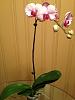 New Phals - Repot or Be Patient?-pink-phal-jpg