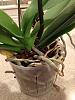 New Phals - Repot or Be Patient?-white-phal-roots-jpg