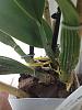 Please help with my Cattleya, don't know why leaf is drooping at pseudobulb-009-jpg