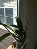 Please help with my Cattleya, don't know why leaf is drooping at pseudobulb-010-jpg