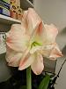 Amaryllis with emerging flower scape.-dscn5345-jpg