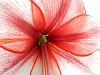 Amaryllis with emerging flower scape.-dscn5351-jpg