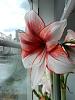 Amaryllis with emerging flower scape.-dscn5353-jpg