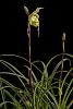 Phrag. pearcei var. ecuadorense in bloom-_dsc1305_2013-04-05_1033-jpg