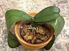 Need help with orchid identification-imageuploadedbytapatalk1366227868-235748-jpg