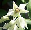 Dendrobium Roy Tokunaga-dend-roy-tokunaga-inflo-jpg