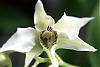 Dendrobium Roy Tokunaga-dend-roy-tokunaga-blossom-jpg