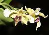 Dendrobium Roy Tokunaga-dend-atroviolaceum-pygmy-sib-jpg