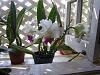 Lc. Mildred Rives 'Orchidglade' FCC/AOS-img_0014-copy-jpg