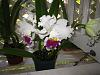 Lc. Mildred Rives 'Orchidglade' FCC/AOS-img_0018-copy-jpg