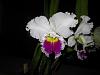Lc. Mildred Rives 'Orchidglade' FCC/AOS-img_0021-copy-jpg