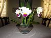 Lc. Mildred Rives 'Orchidglade' FCC/AOS-img_0026-copy-jpg