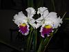 Lc. Mildred Rives 'Orchidglade' FCC/AOS-img_0028-copy-jpg