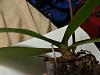 leaf drop on phal with white fuzz on roots-2013-05-09-22-05-01-jpg