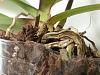 leaf drop on phal with white fuzz on roots-2013-05-09-22-05-49-jpg