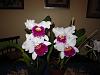 Lc. Jamaica Souvenir 'Elizabeth' x Lc. Mildred Rives 'Orchidglade' AM/AOS-img_0079-copy-jpg