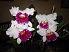 Lc. Jamaica Souvenir 'Elizabeth' x Lc. Mildred Rives 'Orchidglade' AM/AOS-img_0083-copy-jpg