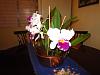 Lc. Jamaica Souvenir 'Elizabeth' x Lc. Mildred Rives 'Orchidglade' AM/AOS-img_0087-copy-jpg