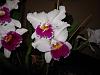 Lc. Jamaica Souvenir 'Elizabeth' x Lc. Mildred Rives 'Orchidglade' AM/AOS-img_0092-copy-jpg