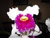 Lc. Jamaica Souvenir 'Elizabeth' x Lc. Mildred Rives 'Orchidglade' AM/AOS-img_0093-copy-jpg