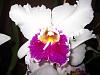 Lc. Jamaica Souvenir 'Elizabeth' x Lc. Mildred Rives 'Orchidglade' AM/AOS-img_0095-copy-jpg