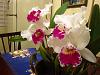 Lc. Jamaica Souvenir 'Elizabeth' x Lc. Mildred Rives 'Orchidglade' AM/AOS-img_0097-copy-jpg