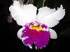 Lc. Jamaica Souvenir 'Elizabeth' x Lc. Mildred Rives 'Orchidglade' AM/AOS-img_0099-copy-jpg
