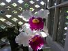 Lc. Jamaica Souvenir 'Elizabeth' x Lc. Mildred Rives 'Orchidglade' AM/AOS-img_0075-copy-jpg