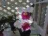 Lc. Jamaica Souvenir 'Elizabeth' x Lc. Mildred Rives 'Orchidglade' AM/AOS-img_0076-copy-jpg