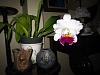 Lc. Jamaica Souvenir 'Elizabeth' x Lc. Mildred Rives 'Orchidglade' AM/AOS-img_0139-copy-jpg