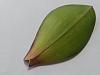 leaf drop on phal with white fuzz on roots-2013-05-11-09-54-10-jpg