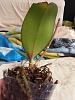 leaf drop on phal with white fuzz on roots-2013-05-11-10-04-19-jpg