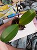 leaf drop on phal with white fuzz on roots-2013-05-11-09-59-48-jpg