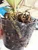 leaf drop on phal with white fuzz on roots-2013-05-11-10-02-29-jpg